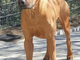 Bruno von der alten Aue