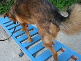 HundeSchuleHochstein