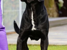 von den Pretorianern