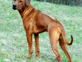 Enyo Morani of Sun Place Ranch