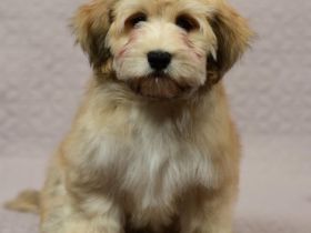 Viktor Black Snow-Flake