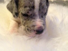 Von Glanz und Gloria