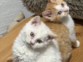Wir haben zuckersüße Selkirk Rex & BKH Bärchen aus der Klosterstadt