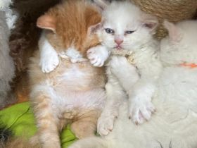 Selkirk Rex & BKH  Bärchen aus der Klosterstadt