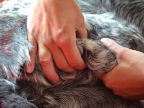 Wellness für den Hund - Einführung in die Hundemassage