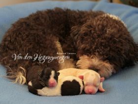 von den Hegauzwergen