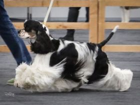 JUMP'N SMILE FIRST ONLY ONE