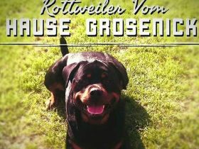 Rottweiler vom Hause Grosenick