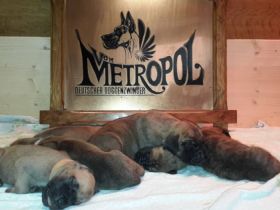 vom Metropol