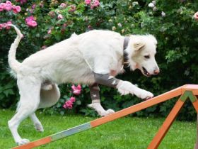 Gerätetraining für Hundesenioren, unsichere oder Handicap-Hunde