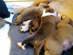 of irresistible charme