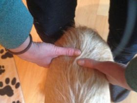 Tierphysio- und Dorntherapie A. Kerpen,