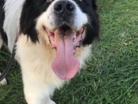 Tierheilpraxis Thome