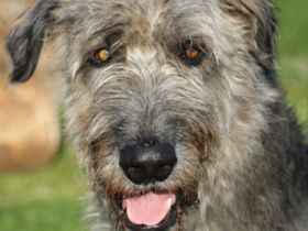 Precious Power Cathal