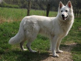 Geronimo Marley of white Sharonnight