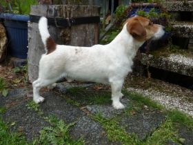 Kurti Calum vom Nixstein