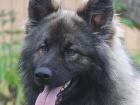 Valiant Warrior From The Wolfpack