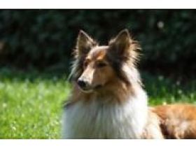 TiPSY- Tierpsychologische Hundeschule