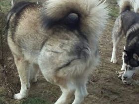 of Crystal Avalanche