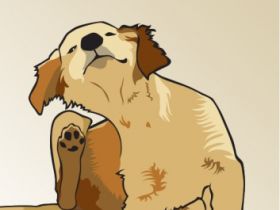 Tierheilpraxis Annette Dragun