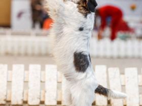 Fox's Nightmare JASTIN TIMBERLAKE