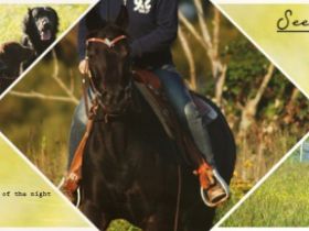 Tierheilpraxis Pferd & Hund vital Susanne Kinsinger