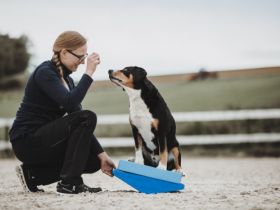 Rebecca Lutz - Vetphysio +