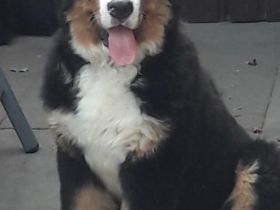 vom Holsteiner Auenland