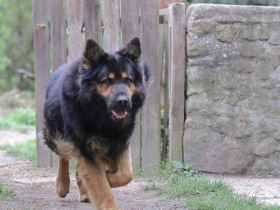 Hoss vom Altdeutschen Eck