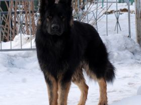 vom Ostdeutschen Eck