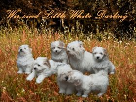 Little White Darling