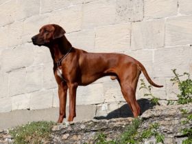 Fabayo-Abayomi vom Adelshof