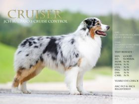 Malpao´s Cruise Control "Cruiser"