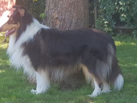 Artax de la Bonita Isla ( Mallorca Import )