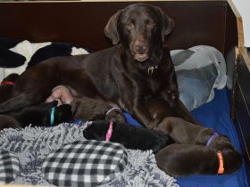 Labrador Retriever vom Teufelsgraben