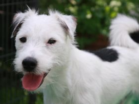 Greek-Summer Quinllan