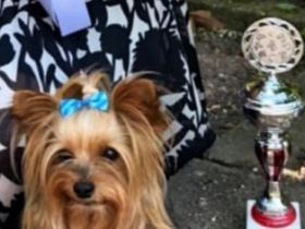 Diamond Boy Dallas from the garden of Maar