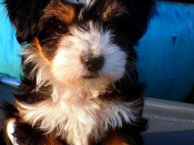 HAVANESER  vom  DREI - LÄNDER - ECK