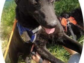 BENI - HALLO DU!, Béni Geschlecht: Rüde Geb: 20.01.2016