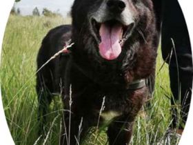 RIGO - 50 cm - wartet schon sehr lange auf ein Zuhause.