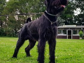 Hellboy of Royal's Island