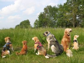 Hundeschule Julia Ohme