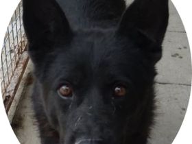 "Bence", Bence Geschlecht: Rüde Rasse: Mischling Geb: