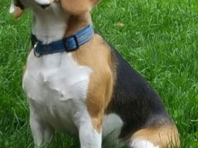 Beagle vom Deichgraf