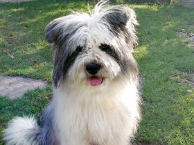 Ein Elo®-Hund aus Franken - Elo®-Welpe von Werths Echte