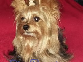 Diamond Boy Dallas from the garden of Maar