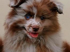 Großspitzwelpen merle gescheckt von der Arnold´s Eiche