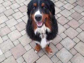 Nugget von Baumberg am Rhein