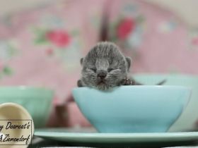 Britisch Kurzhaar / british shorthair