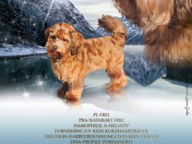 Soulmate´s Perfekt red Luke